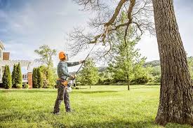 Trusted Shasta Lake, CA Tree Services Experts