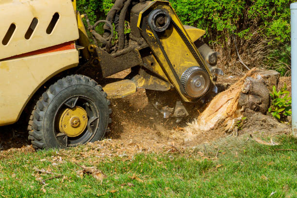 Best Firewood Processing and Delivery  in Shasta Lake, CA