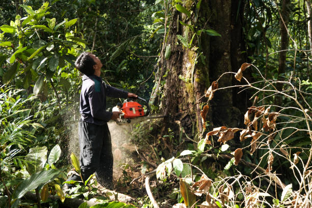 How Our Tree Care Process Works  in  Shasta Lake, CA