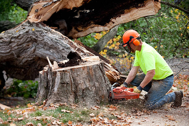  Shasta Lake, CA Tree Services Pros