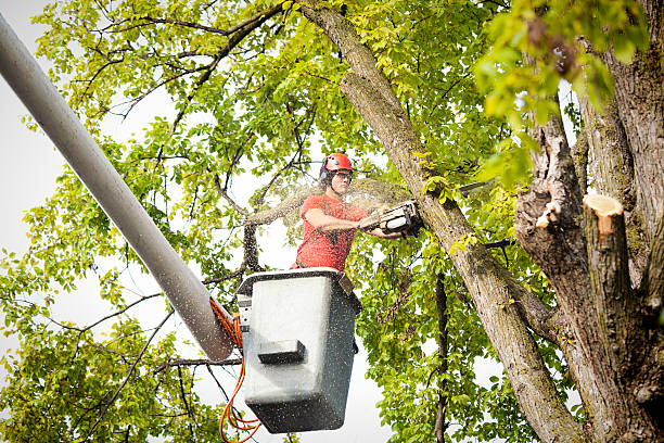 Best Tree Disease Treatment  in Shasta Lake, CA